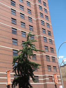 Loeb Hall